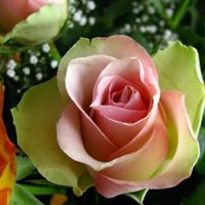 paulinewalker11 avatar