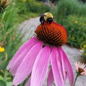 iam1crazycrab avatar