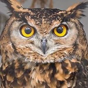 budgiearocha0102 avatar