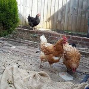 sheara_madeira avatar