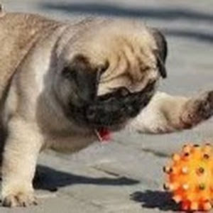 lianaswarz-burt avatar