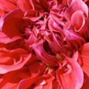 faith_skogstad avatar