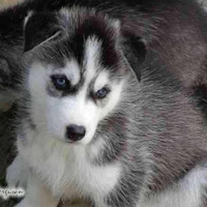 brandyresendizmartinez avatar