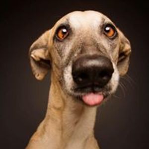 sittingprettyps avatar