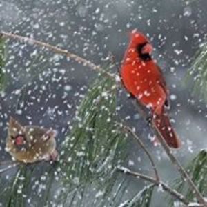 richardsupnorth avatar