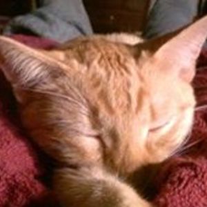 greatbluedesigns avatar