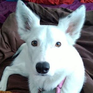 frankringhofer avatar