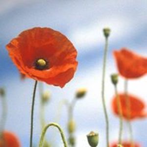 sarah_malcolmson_palmer avatar