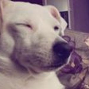 sanches_jennifer avatar