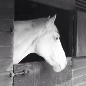 thebyerlyturk avatar