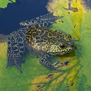 hiram_patterson avatar