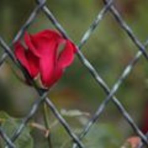 sandraramos66 avatar