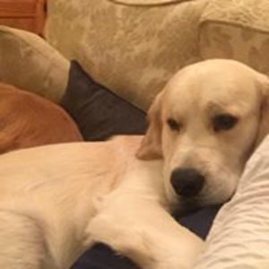 amanda_botley avatar