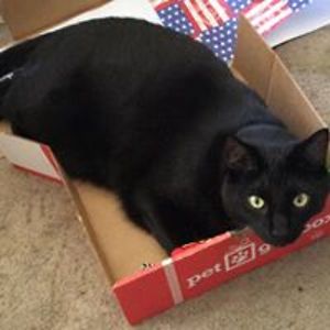 lady_cerridwyn avatar