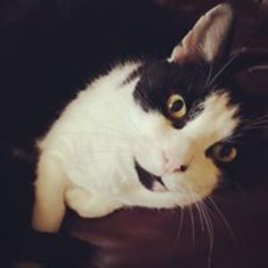 sophietaliamb avatar