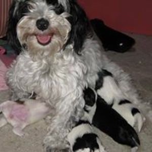 beadoirdesign avatar