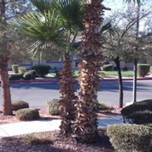 michelle_ca_adams avatar