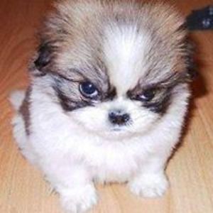 fortynine_reasons avatar