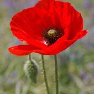 abigailmatthews72 avatar