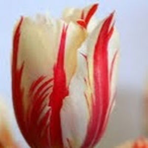 mattkynnpearlbatbat avatar