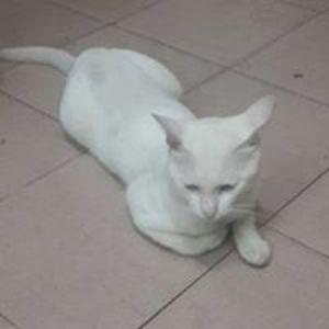 will_smith_001a avatar