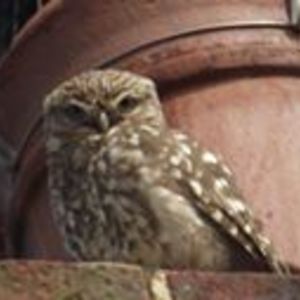 aliciamarenconoguera avatar