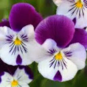 ankitapattanayak avatar