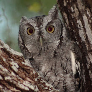 richardbrittain avatar