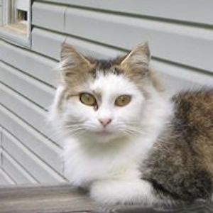 bobbiesemail123 avatar