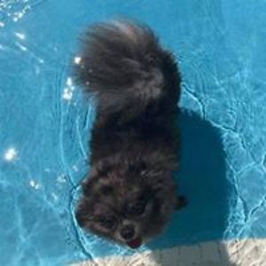 rachelperesie avatar