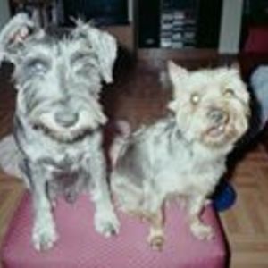 dragonsoflife avatar