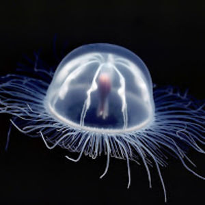 davidanderson_1 avatar