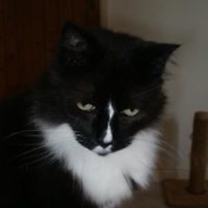 julieevemoore avatar