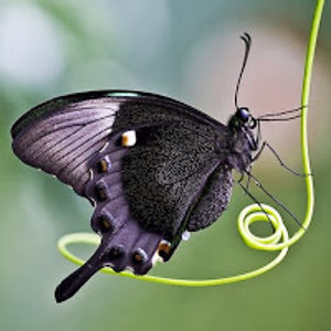 florenciamartn avatar