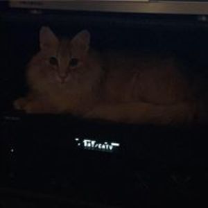 gangsterofboats avatar