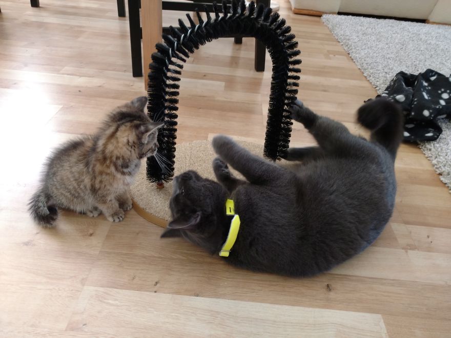 Rescue Kitten Finds Foster Mom Who Takes Care Of Her Day And Night Rescue Kitten Finds Foster Mom Who Takes Care Of Her Day And Night