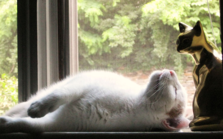 I Curate Art By & For Cat Lovers To Honor The Memory Of Callie, A Beautiful Soul