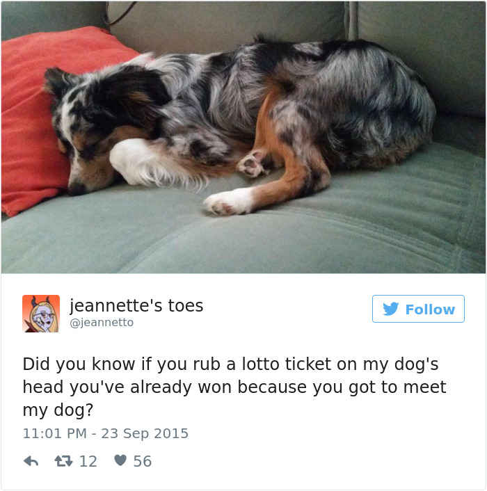 Dog Tweets