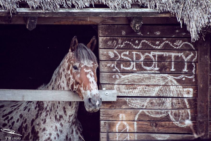 I Live With Horses And I Take Pictures Of Them