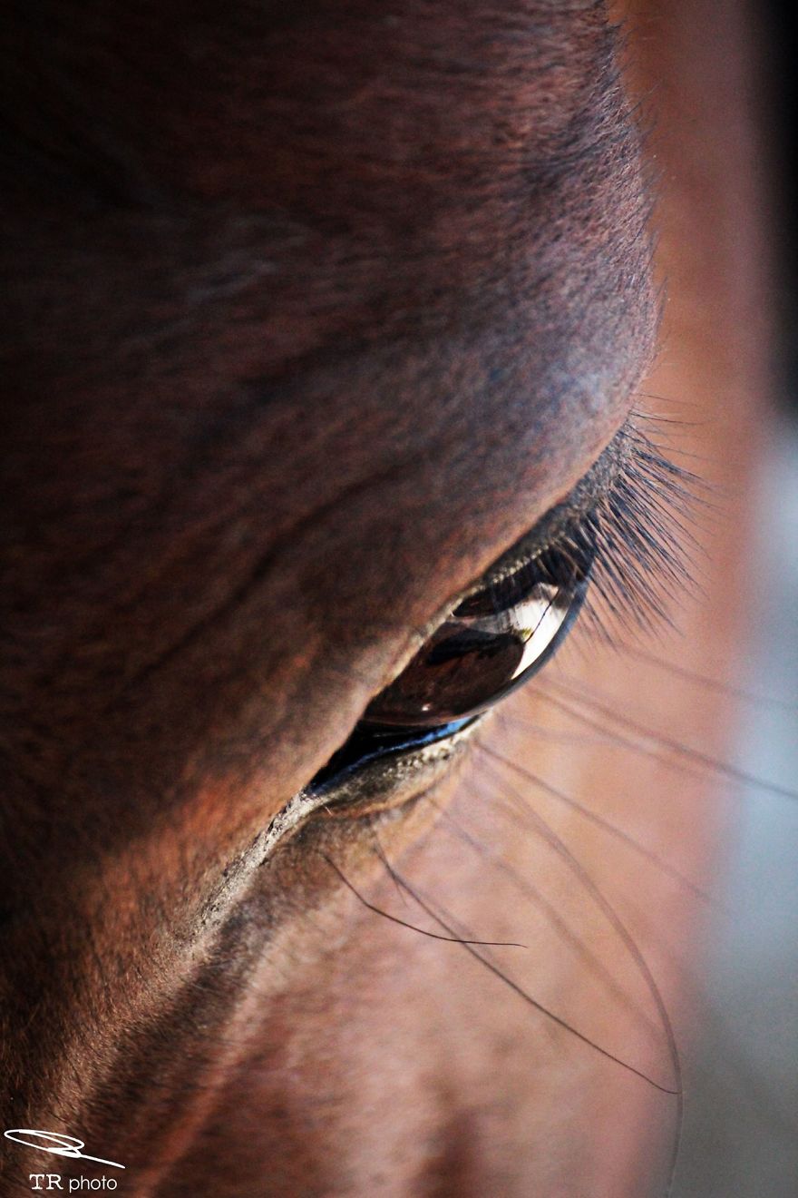 I Live With Horses And I Take Pictures Of Them