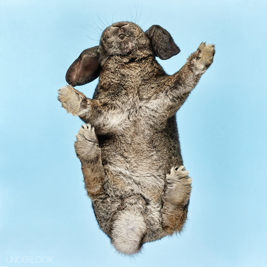 Under-rabbits