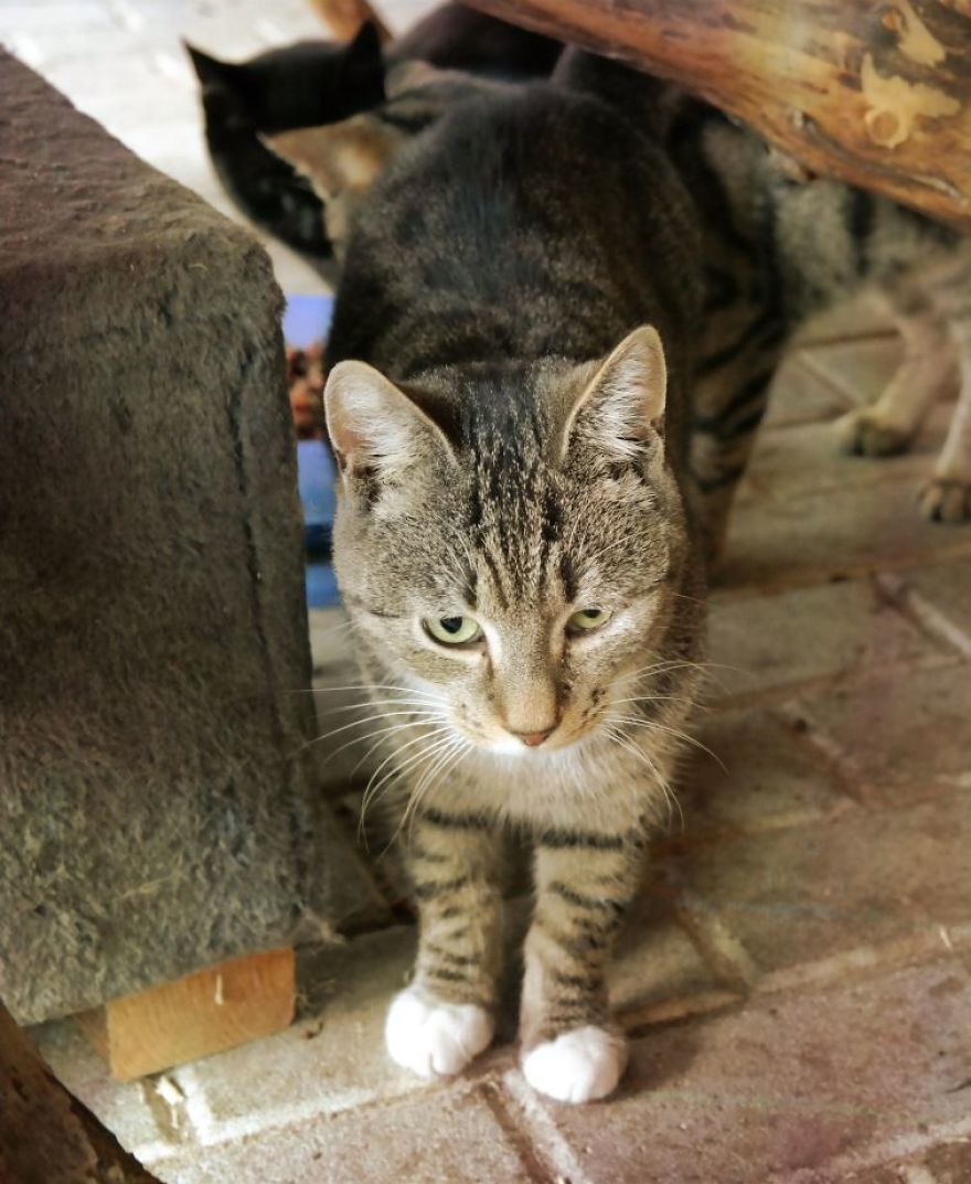 I Capture The Beautiful Character Of Shelter Cats I Capture The Beautiful Character Of Shelter Cats