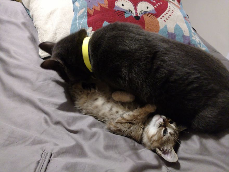 Rescue Kitten Finds Foster Mom Who Takes Care Of Her Day And Night