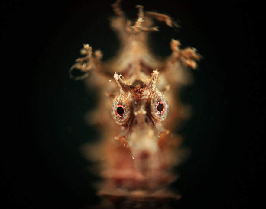 7 Years Ago, I Quit My Job And Shot Fish Full Time, Here Are 7 Of My Favorite Fish Pics