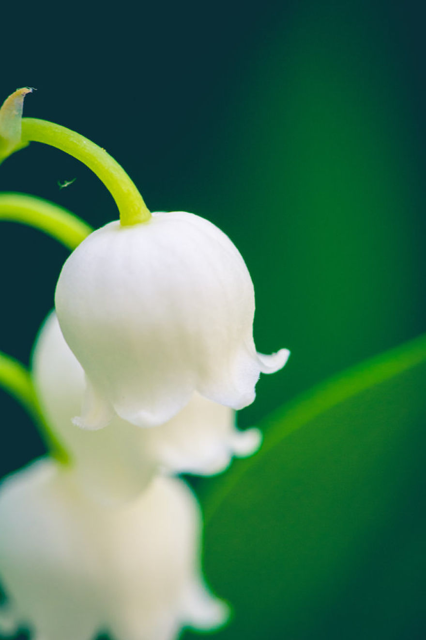 I Take Close-Up Photos Of Nature I Take Close-Up Photos Of Nature