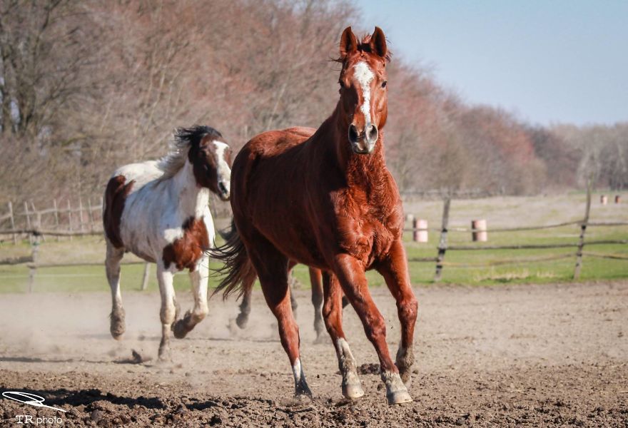 I Live With Horses And I Take Pictures Of Them