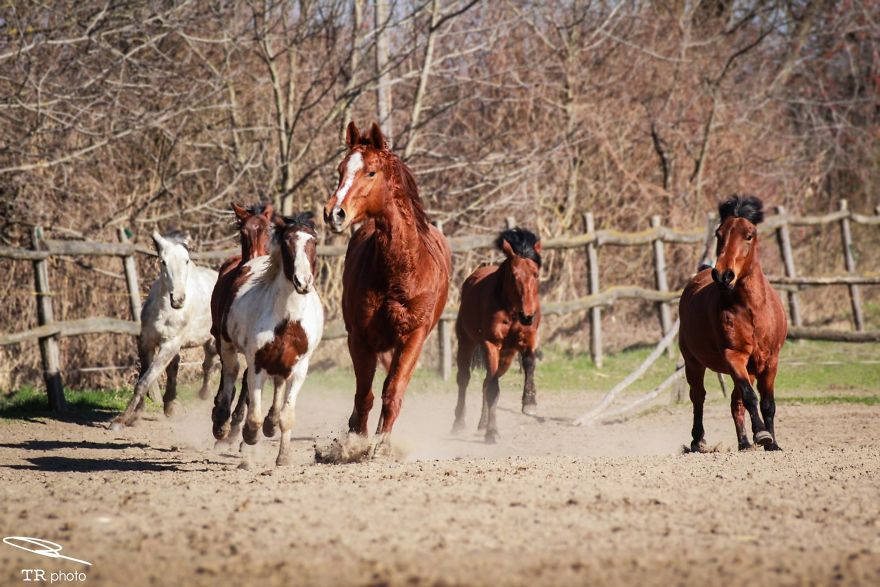 I Live With Horses And I Take Pictures Of Them