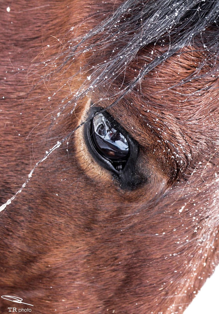 I Live With Horses And I Take Pictures Of Them