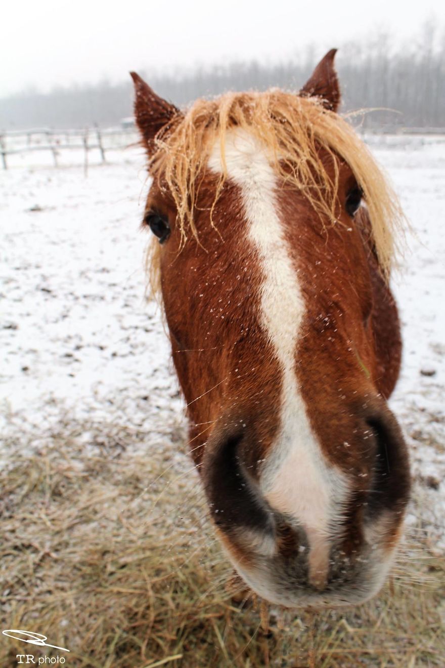 I Live With Horses And I Take Pictures Of Them