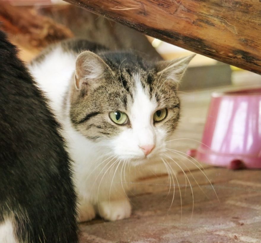 I Capture The Beautiful Character Of Shelter Cats I Capture The Beautiful Character Of Shelter Cats